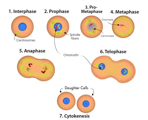 Mitosis Phases Labeled Diagram