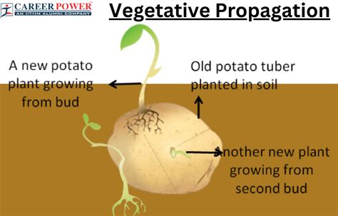 Vegetative Propagation: Definition, Diagram, Types and its Methods