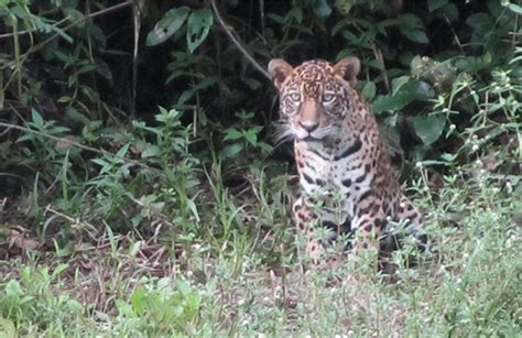 Hiking Expedition in the Amazon rainforest in French Guiana