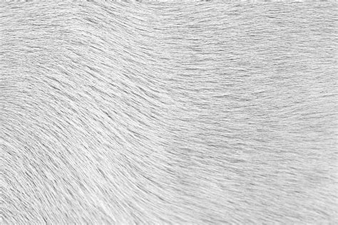 2,600+ Wolf Fur Texture Stock Photos, Pictures & Royalty-Free Images ...