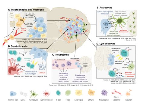 Tumor Microenvironment: How brain tumors grow and elude treatment ...