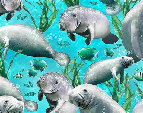 Swimming Manatees SEA-C7956 - Etsy