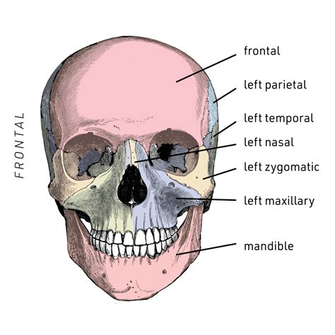 Forms The Anterior Cranium - Printable Form, Templates and Letter