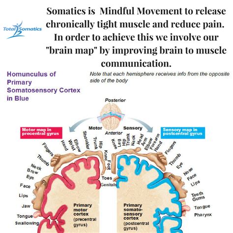 The Power of Pandiculation | Total Somatics