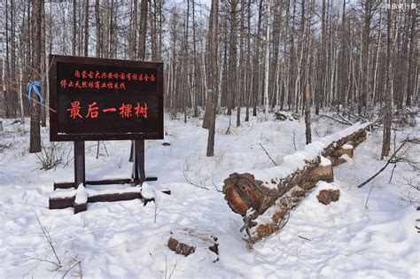 大兴安岭63年伐木史止于这棵树，“最后一棵树”变成林区最火景点|大兴安岭|林区|伐木_新浪新闻