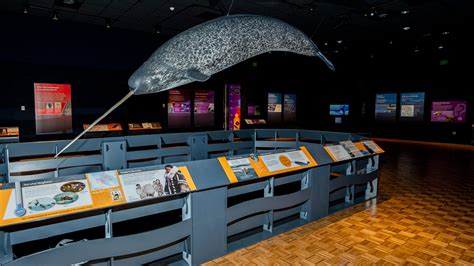 Milwaukee Public Museum narwhal exhibit explores myths, mystery