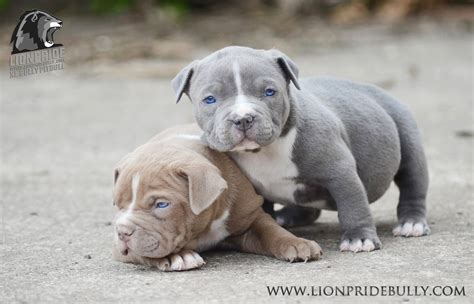 Chiot puppy puppies American bully XL XXL Bully Pitbull France Belgique ...