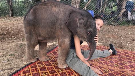 Baby Elephant’s Birth Gives Fresh Hopes to Elephant Population | Kiripost