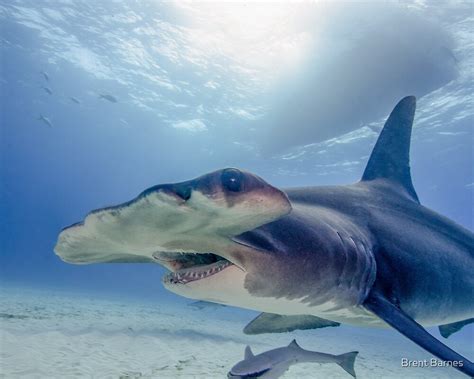 "Great Hammerhead Shark in the Bahamas" by Brent Barnes | Redbubble