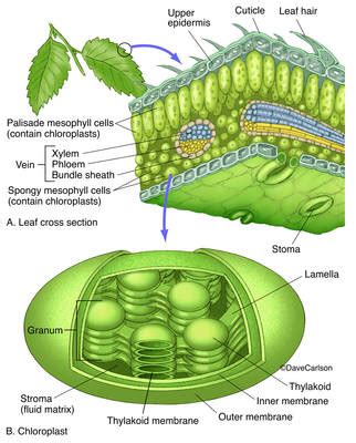 Leaf & Chloroplast Structure | Biology plants, Teaching biology, Plant ...