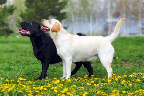 The 10 Best Large Dog Breeds for Families with Kids - A-Z Animals