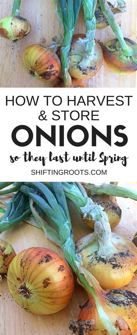 How to Harvest and Preserve Onions | Gardening for beginners, Autumn ...