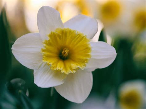 Plants That Survive and Thrive on the OBX – Daffodil | N.C. Cooperative ...