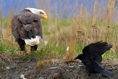 What Do Crows Eat? (And the Crafty Tricks They Use To Gather Food)