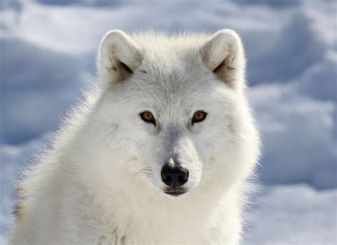 ARCTIC WOLVES – SAFE Worldwide