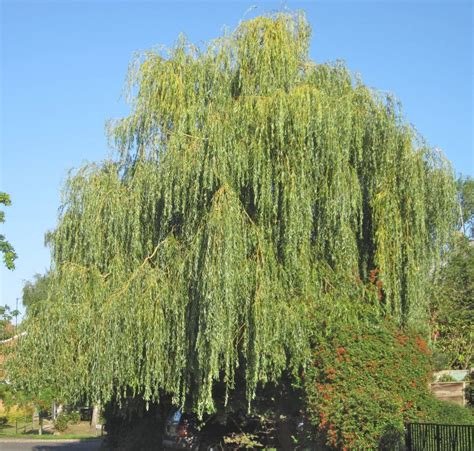 Willows - Tree Guide UK - Willow trees identification