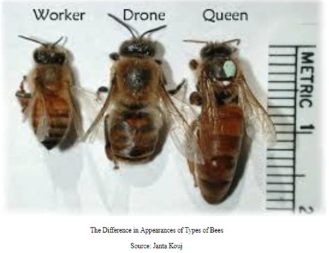 Honeybee or Queen: A Study of the Epigenetic Differentiation of Bees