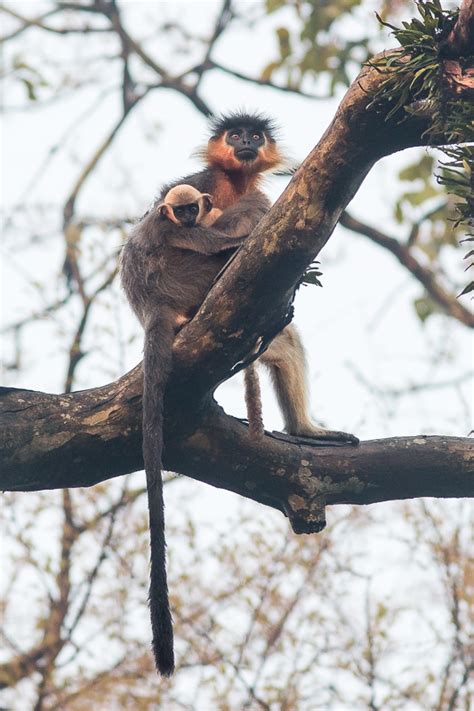 Capped Langur with Baby (Trachypithecus pileatus)