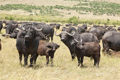 African Buffalo Herd Photograph by Monika Böhm - Fine Art America