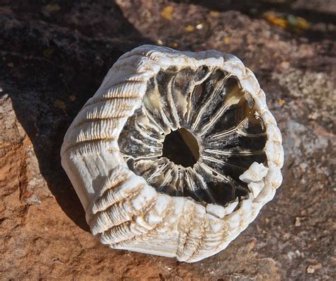 A humpback can be home to a half-ton of barnacles | Ocean Watch