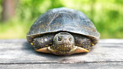 Ask Dr. Jenn: What Is My Turtles Shell Made Of and Why Is It Shedding?