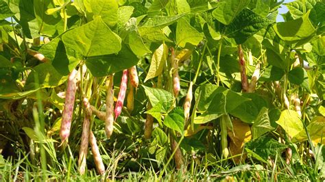 How to Plant, Grow and Care For Pinto Bean Plants