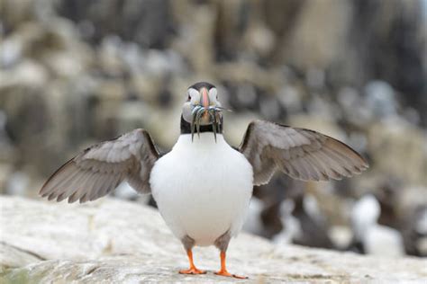 Best Atlantic Puffin Eating Fish Stock Photos, Pictures & Royalty-Free ...