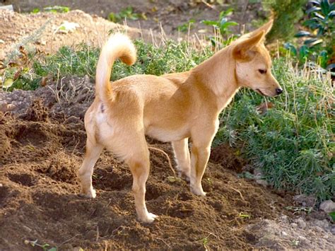 Breed Profile: Portuguese Podengo Pequeno - Petful