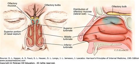 Parts Of Nose And Its Function