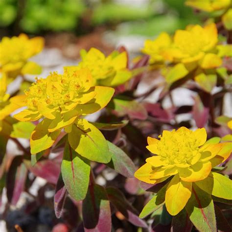 Euphorbia, Flowering Spurge - American Meadows