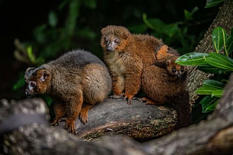 Chester Zoo Welcomes its First Red-Bellied Lemur Baby