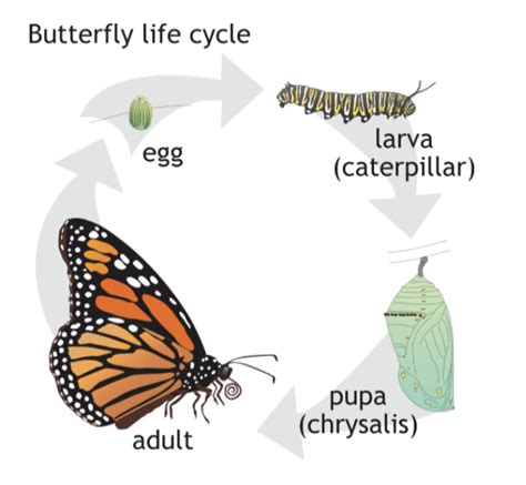 Butterfly Life Cycle – For Educators