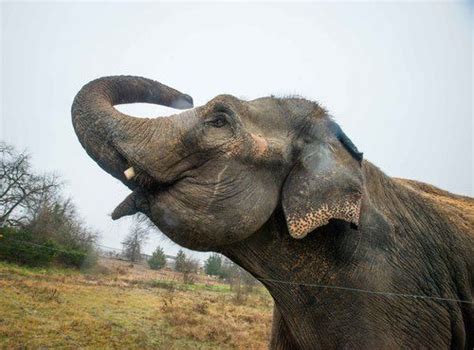 Endangered Ark Foundation elephant sanctuary in Oklahoma | Elephant ...