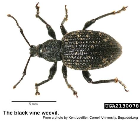 Black Vine Weevil | NC State Extension Publications