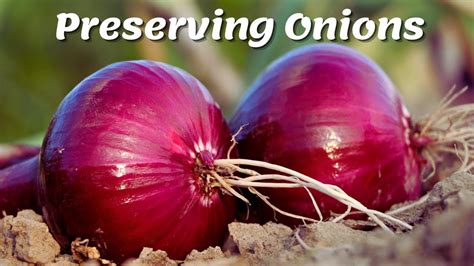 How To Preserve Onions | How To Store Onions For Long Term Use - YouTube