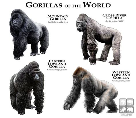 Cross river gorilla, Gorillas art, Mountain gorilla