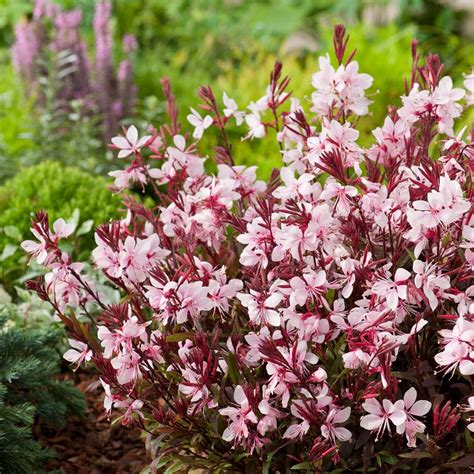 Gaura Plant Care and Growing | How to Grow Gaura | Balcony Garden Web