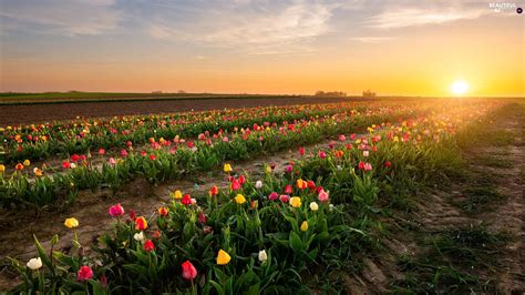 Tulips, plantation, Sunrise, Field - Beautiful views wallpapers: 2048x1152