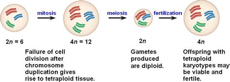 autopolyploidy.html 24_10SymAutopolyploidy_3-L.jpg