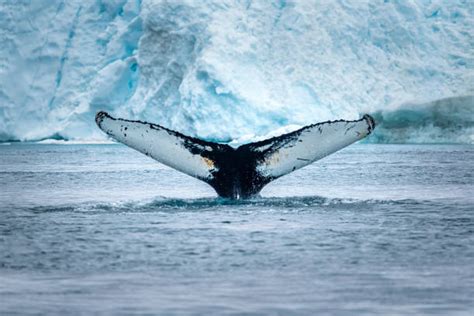 760+ Greenland Whale Stock Photos, Pictures & Royalty-Free Images - iStock