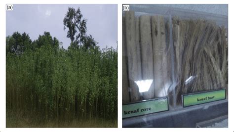 Typical images of: (a) kenaf plantation and (b) kenaf fiber. Source ...