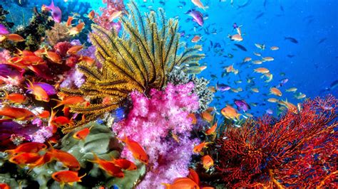 Coral Reef - HD Wallpapers | Earth Blog