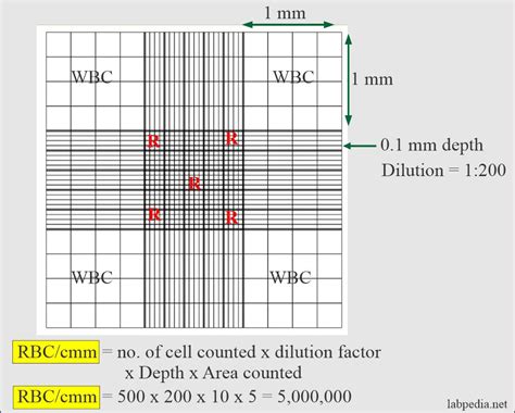 Erythropoeisis (RBC maturation), RBC counting procedure