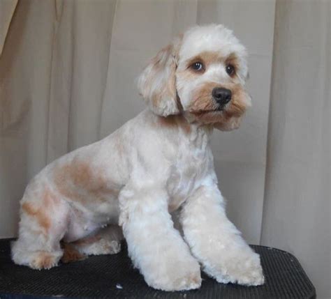 27 Best Cockapoo Haircut Pictures – The Paws | Cockapoo haircut, Puppy ...