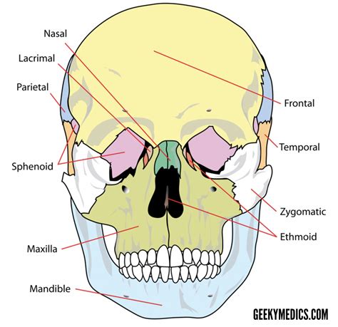 Bones of the Skull | Skull Osteology | Anatomy | Geeky Medics