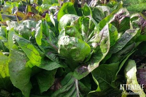 Harvesting Lettuce: How to Make Yours Produce for Weeks)!