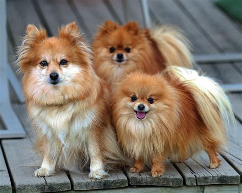 Dog Breed Directory: Pomeranian Dog Breed