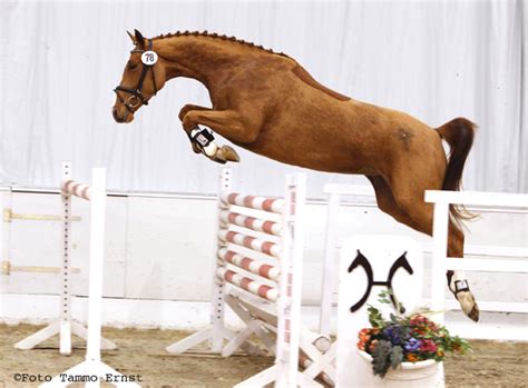 Hanoverian Breeding is Jumping into the Future – NZHS