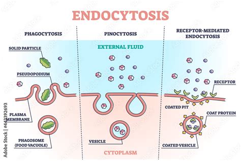 Endocytosis process with closeup cell side view in anatomical outline ...