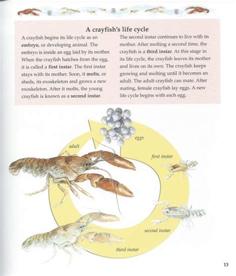 Life Cycle of a Crayfish